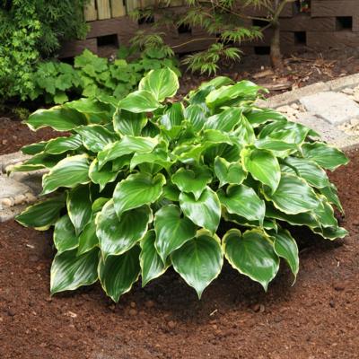 Hosta 'Sugar and Spice'